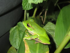 Zhangixalus prasinatus