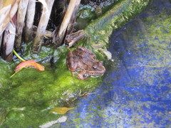 Pelophylax saharicus