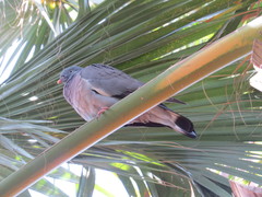 Columba palumbus