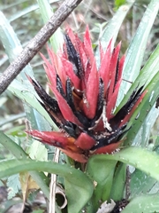 Aechmea recurvata