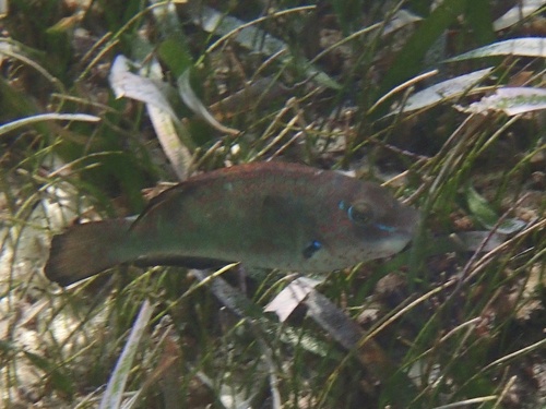 Bucktooth parrotfish (Sparisoma radians) — Scaridae