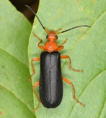Neopyrochroa flabellata