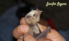 Leptonycteris nivalis