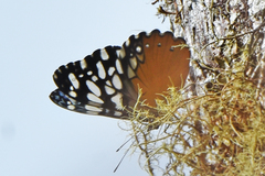 Hamadryas fornax