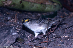 Ammodramus aurifrons