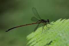 Eoargiolestes ochraceus