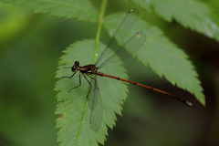 Eoargiolestes ochraceus