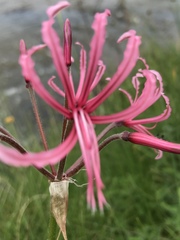 Nerine