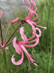 Nerine