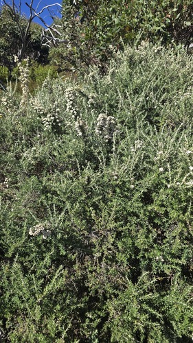 Ozothamnus secundiflorus, photograph 1