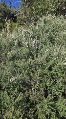 Ozothamnus secundiflorus