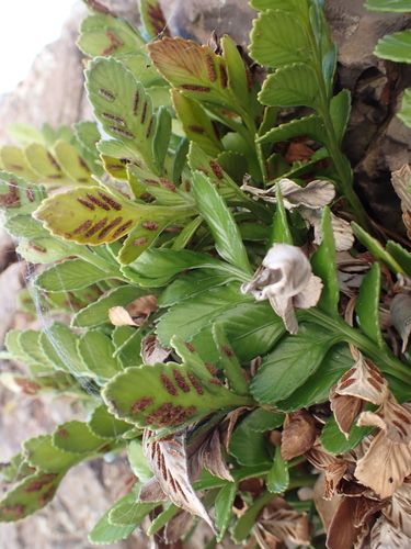 Northern Shore Spleenwort (Asplenium decurrens)