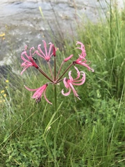 Nerine
