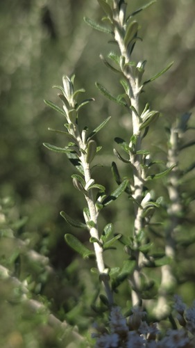 Ozothamnus secundiflorus, photograph 4