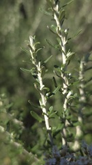 Ozothamnus secundiflorus, photograph (c) Petra Holland, some rights reserved (CC BY)