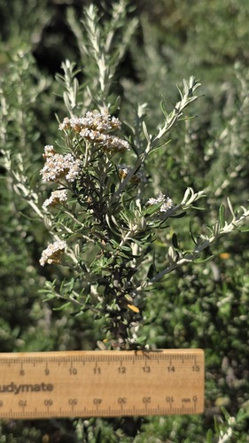 Ozothamnus secundiflorus, photograph 3