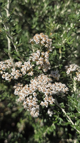 cascade everlasting (Ozothamnus secundiflorus)