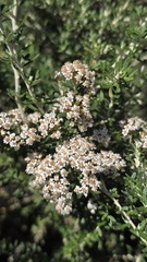 Ozothamnus secundiflorus, photograph (c) Petra Holland, some rights reserved (CC BY)