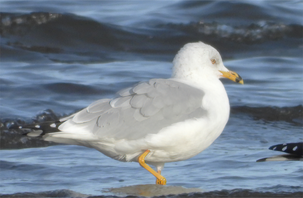 Gull Jan Rind Ring-billed Gull from Warrenton, Skipanon River boat basin to Bayfront ...