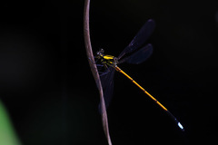 Eoargiolestes ochraceus
