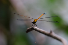 Eoargiolestes ochraceus
