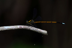 Eoargiolestes ochraceus
