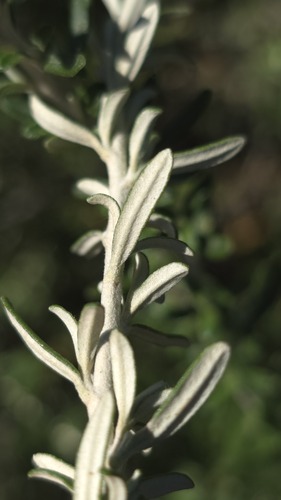 Ozothamnus secundiflorus, photograph 5