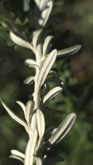 Ozothamnus secundiflorus, photograph (c) Petra Holland, some rights reserved (CC BY)