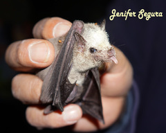 Leptonycteris nivalis