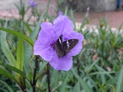 Celaenorrhinus stallingsi