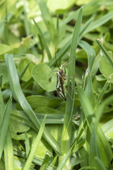 Loxostege venustalis