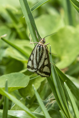 Loxostege venustalis