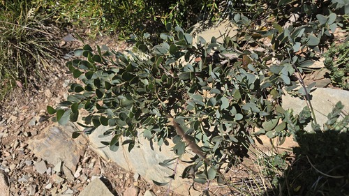Acacia alpina