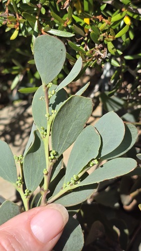 Acacia alpina, photograph 2