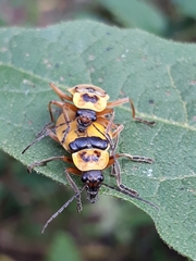 Chauliognathus missionum