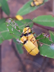 Chauliognathus missionum