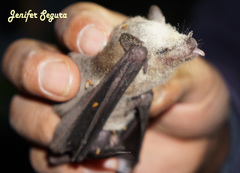 Leptonycteris nivalis