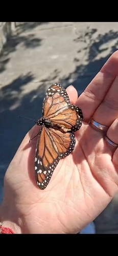 Southern Monarch