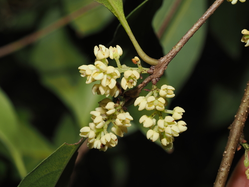 Veined Mock-olive (Notelaea venosa)