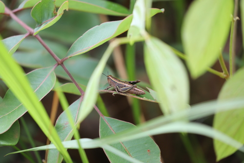 Paracardenius lineatus