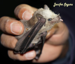 Leptonycteris nivalis