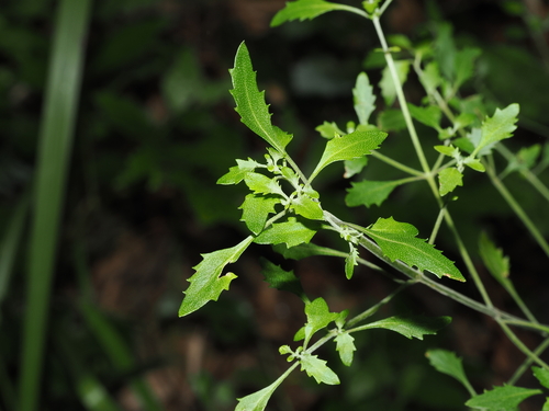 Prostanthera incisa, photograph 6