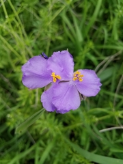 Tradescantia gigantea