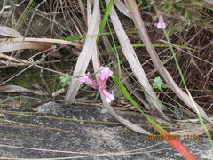 Harveya pauciflora