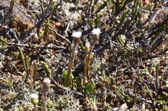 Endocellion glaciale