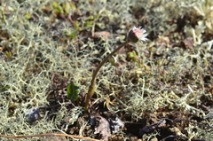 Endocellion glaciale