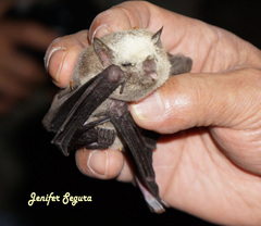 Leptonycteris nivalis