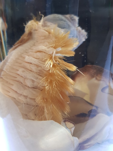 Subfamily Eulagiscinae · iNaturalist