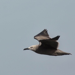 Leucophaeus modestus