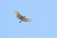 Nisaetus nipalensis